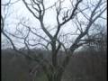 2009-01-kew-gardens-part-1-treetop-walkway 2009-01-kew-gardens-part-1-treetop-walkway