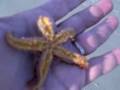 Starfish