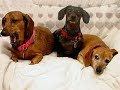 Tribute To Dachshunds Tribute To Dachshunds