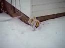 playing in the snow