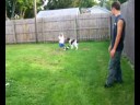 dog 3