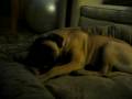 videos de 033