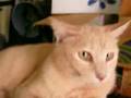 絶対アキ場。野良猫スポット