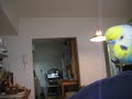 Burping Budgie Burping Budgie