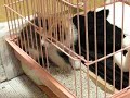Click here to watch this video 仔猫三毛 トイレもできるよ