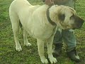 BOZ ÇOBAN KÖPE?? (BERIVAN von BOZKENNEL) TANITIM VIDEOSU BOZ ÇOBAN KÖPE?? (BERIVAN von BOZKENNEL) TANITIM VIDEOSU
