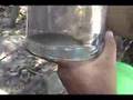 Collecting Parachromis Motaguense in El Salvador