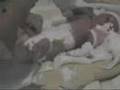 LORSQUE L'ENFANT PARAIT - 9 mois inoubliables en images !