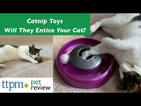 Catnip Toy Reviews | Do They Work? | (We Tested Them All) | Keep cats enticed and stimulated