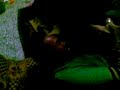 bb montya