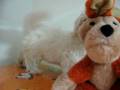 videos de Bichon Maltes Macho STA REF:169