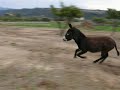 �Como corren! Donkey Catalino burro guara