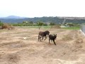 ¡Como corren! Donkey Catalino burro guara