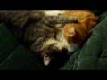 videos de Moĩse et Benny (2 mâles).MOV