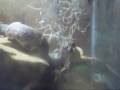 Cottonmouth Feeding Experiment
