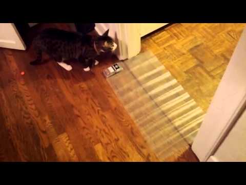 Scat mat in Bedroom keep your pet from bedroom