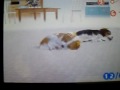 Nintendogs  Sleeping and how to feed (cachochi & cachichi)