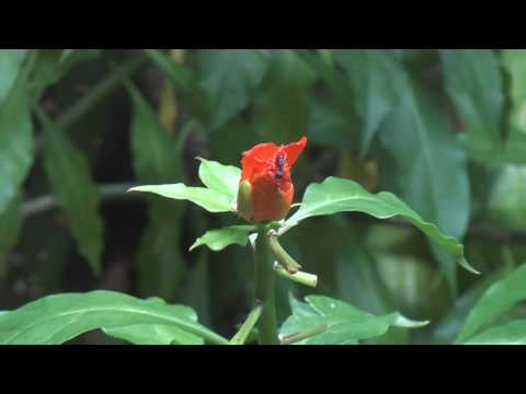 Nectar Rose