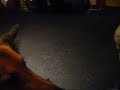 Boomer & Snoopy vs. Spielzeug