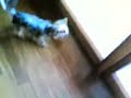 Crazy Kiwi