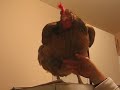 A funny Chicken go to bed A funny Chicken go to bed