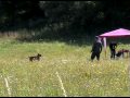 Rhodesian Ridgeback Character Test '08 (CZ)