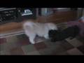 Bichón Habanero video