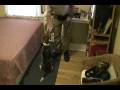 videos de Bed Bug Dog Sniffing In Action - Best in NY-NJ-CT
