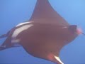 Giant Manta Ray Terry curling up its horns close up Giant Manta Ray Terry curling up its horns close up
