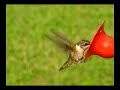 Hummingbirds feeding (close-up high res.) Hummingbirds feeding (close-up high res.)