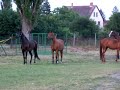 v�gta a legel?n