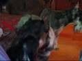videos de Twiggy and Fred at Home