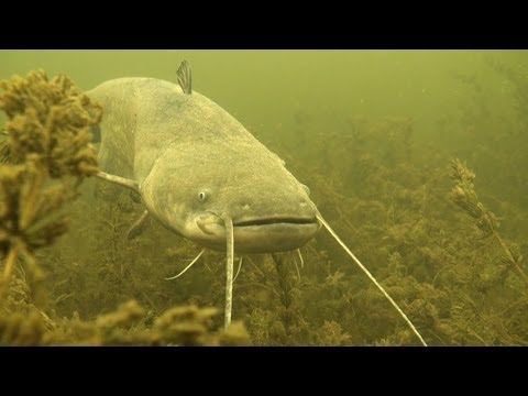 Видео Через Торрент Рыбалка Ловля К% Видео Через Торрент Рыбалка Ловля К%