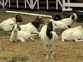 Goats