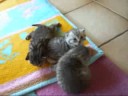 BKH Tabbies: Erste Schritte/First Steps