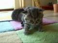 BKH Tabbies: Erste Schritte/First Steps