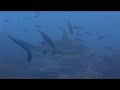 2 dream dives noumea shark manta ray...pastenague 171107