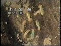 Feeding and Grooming