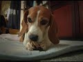 Beagle ????? ???? Beagle ????? ????