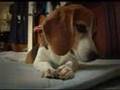 Beagle ビーグル犬 クック①