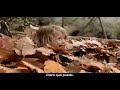 Down syndrome:&nbsp;S�ndrome de Down: la inclusi�n cambiar� tu vida