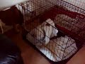 chunk being cocky