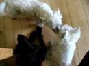 Boring Dogs