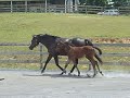 Westley 6/15/08