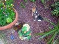 scary cats!!!
