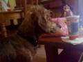 videos de billou
