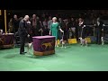 Westminster Dog Show 2012, Italian Greyhounds - "Suede"