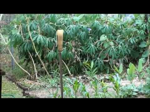 how to harvest tapioca
