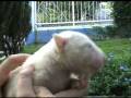 videos de Hembra pirata
