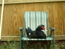 Big duck sits on a chair Big duck sits on a chair